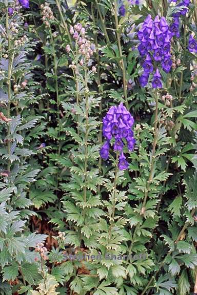 aconitum carmichaelii 1 graphic